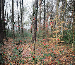 Klufterbachtal photo