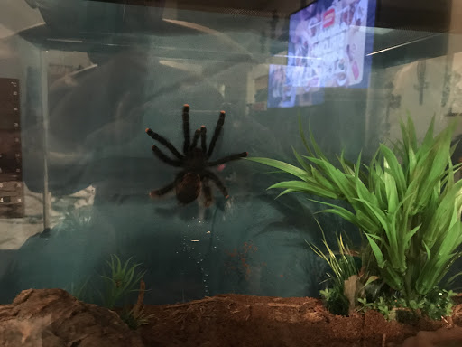 Reptile Store «Reptile Pets Direct», reviews and photos, 8088 Pat Booker Rd, Live Oak, TX 78233, USA