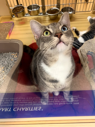 Pet Supply Store «PetSmart», reviews and photos, 4180 US-1, Monmouth Junction, NJ 08852, USA