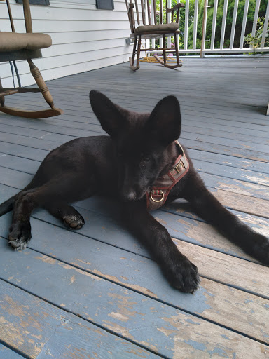 Pet Supply Store «Pet Supplies Plus», reviews and photos, 494 Westgate Dr, Brockton, MA 02301, USA