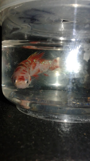 Pet Store «All Pet Center», reviews and photos, 1950 S Atlantic Blvd, Monterey Park, CA 91754, USA