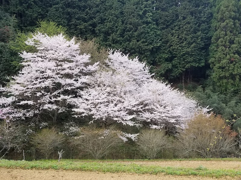 畑の山桜