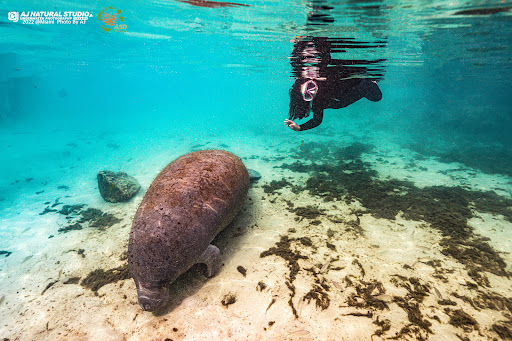 ASD Scuba Diving School image