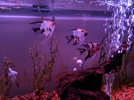 Tropical Fish Store «Living Art Aquarium», reviews and photos, 708 S Gammon Rd, Madison, WI 53719, USA