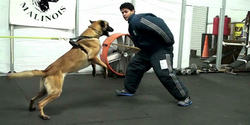Dog Training Mumbai - Saket Gokhale