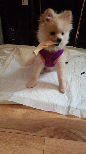 Pet Supply Store «AARF Pet Central», reviews and photos, 6570 James B Rivers Memorial Dr, Stone Mountain, GA 30083, USA