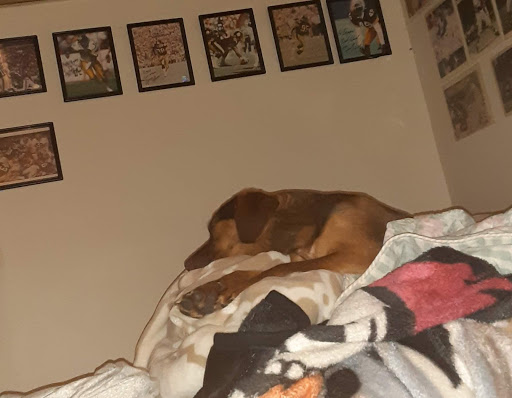 Pet Supply Store «Petco Animal Supplies», reviews and photos, 6512 Steubenville Pike, Pittsburgh, PA 15205, USA