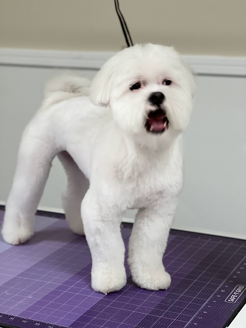 Stylish Dog Grooming