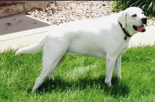 Coyote Springs Labradors