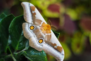 Motylarnia Rozewie - Jastrzębia Góra image