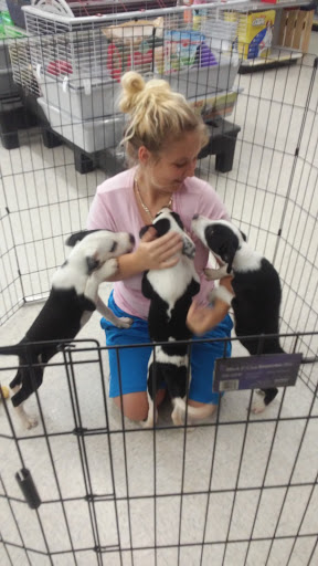 Pet Store «Petland Plano», reviews and photos, 1301 Custer Rd #405, Plano, TX 75075, USA