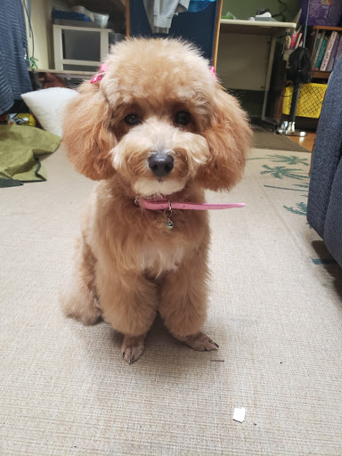 Pet Store «PetSmart», reviews and photos, 1580 Gateway Blvd, Fairfield, CA 94533, USA