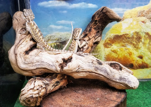 Pet Supply Store «PetSmart», reviews and photos, 67 Consumer Square, Plattsburgh, NY 12901, USA