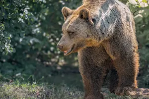 Kuterevo Bear Rescue image