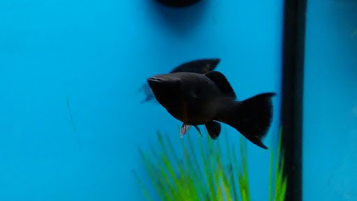 Pet Supply Store «Petco Animal Supplies», reviews and photos, 1951 N Military Trl c, West Palm Beach, FL 33409, USA