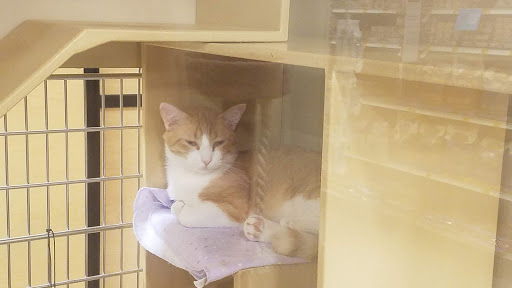 Pet Supply Store «PetSmart», reviews and photos, 5801 Belleville Crossing St, Belleville, IL 62226, USA