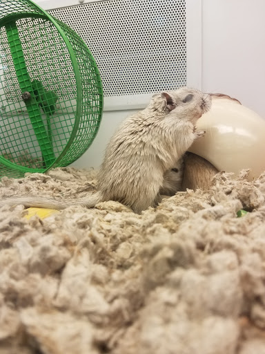 Pet Supply Store «Petco Animal Supplies», reviews and photos, 4209 Wheaton Way, Bremerton, WA 98310, USA