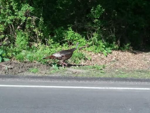 Golf Course «Braemar Golf Course», reviews and photos, 6364 John Harris Dr, Minneapolis, MN 55439, USA