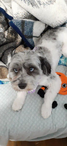 Pet Supply Store «PetSmart», reviews and photos, 1559 Merritt Blvd, Dundalk, MD 21222, USA