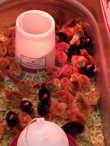 Home Improvement Store «Tractor Supply Co.», reviews and photos, 293 US-206 #15A, Flanders, NJ 07836, USA