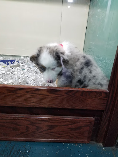 Pet Supply Store «Animal Kingdom Pet Shop», reviews and photos, 651 Dolliver St, Pismo Beach, CA 93449, USA