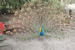 Rocklands Petting Farm image