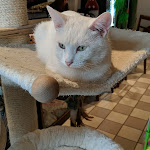 Photo n°1 de l'avis de Stephan.a fait le 29/08/2020 à 12:53 sur le  Cat Café Miezhaus / Bielefeld à Bielefeld