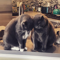 Cats By The Coast - Photo 2 - Car repair in , Oceanside