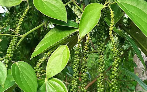 Spices Garden Andaman image