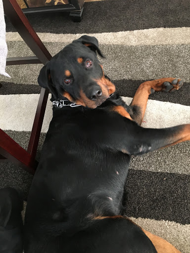 Pet Supply Store «Cheshire Cat & Dog Too», reviews and photos, 1320 Waterbury Rd, Cheshire, CT 06410, USA