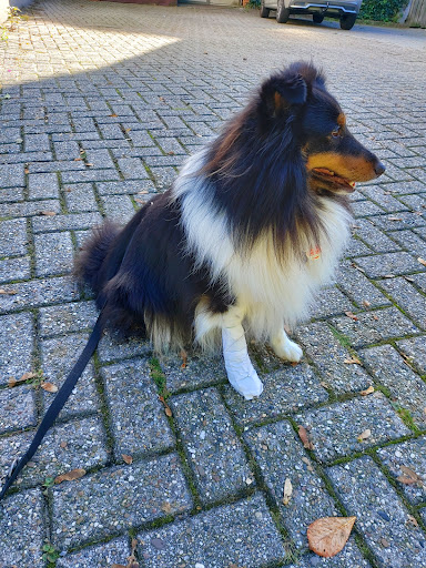Dr. Susanne Landwehr unter Lingen, Niedersachsen
