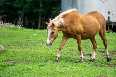 Downeast Equine and Large Animal Sanctuary