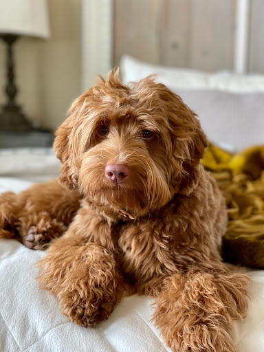 Ladd Hill Labradoodles