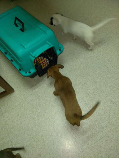 Animal Hospital «Animal Medical Corpus Christi», reviews and photos, 6822 Everhart Rd, Corpus Christi, TX 78413, USA