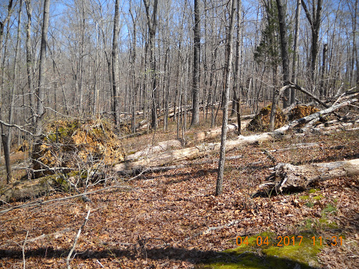 Monument «Meriwether Lewis Monument», reviews and photos, Old Natchez Trace, Hohenwald, TN 38462, USA