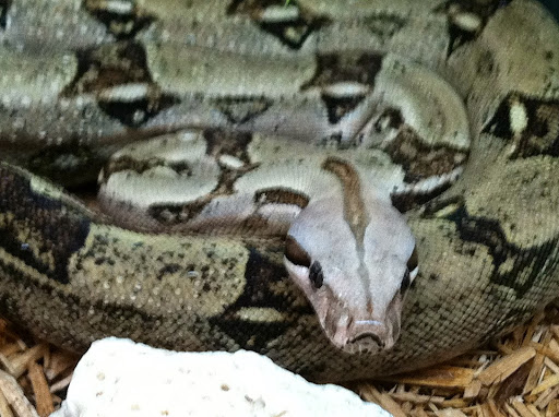 Pet Store «Pets World», reviews and photos, 147 Bridge St, Weymouth, MA 02191, USA