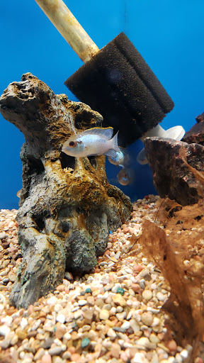 Pet Store «Sierra Fish and Pets», reviews and photos, 601 S Grady Way Suite M, Renton, WA 98057, USA