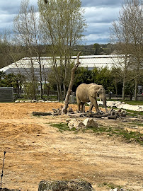 La Gare des Eléphants du Restaurant Les Bambous à Saint-Aignan - n°1