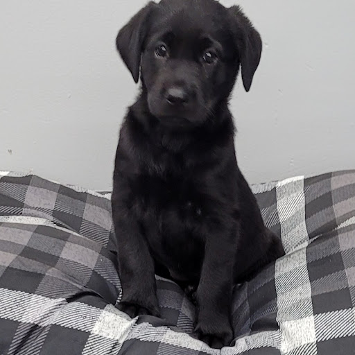 Pet Store «PV Pets», reviews and photos, 233 S Broadway, Pennsville, NJ 08070, USA