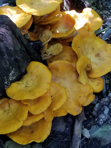 Nature Preserve «Boyd Big Tree Preserve Conservation Area», reviews and photos, Fishing Creek Valley Rd, Harrisburg, PA 17112, USA