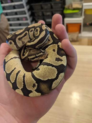 Tropical Fish Store «Harris In Wonderland», reviews and photos, 12 W Main St, Avon, CT 06001, USA