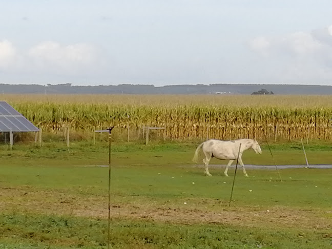 Avaliações doRiachos em Torres Novas - Cafeteria