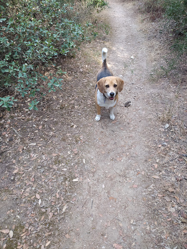 Consulta Veterinaria Toni Gumbau en Montcada i Reixac