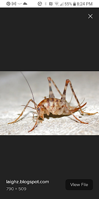 Defend Pest Control - Photo 1 - Car repair in , Baltimore