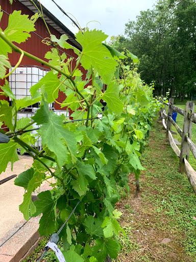 Vineyard «Unionville Vineyards», reviews and photos, 9 Rocktown Rd, Ringoes, NJ 08551, USA