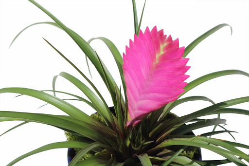 Florist «Avalon Flowers», reviews and photos, 1257 N Avalon Blvd, Wilmington, CA 90744, USA