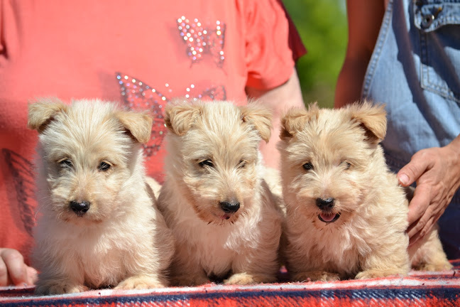 -Kutyakozmetika - Miskolc- és Skót terrier kennel - Állatorvos