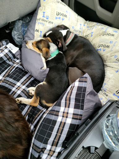 Pet Supply Store «PetSmart», reviews and photos, 743 E State St, Athens, OH 45701, USA