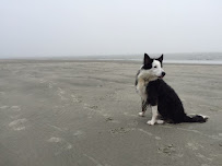 Top Notch Pet Care - Photo 5 - Car repair in , Salem