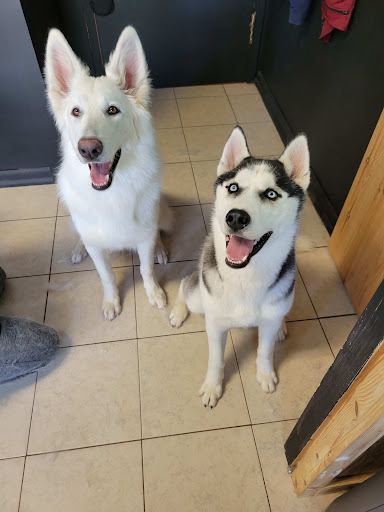 Pet Groomer «Foxy Mutts Grooming Salon», reviews and photos, 303 E Franklin St, Spencer, IN 47460, USA